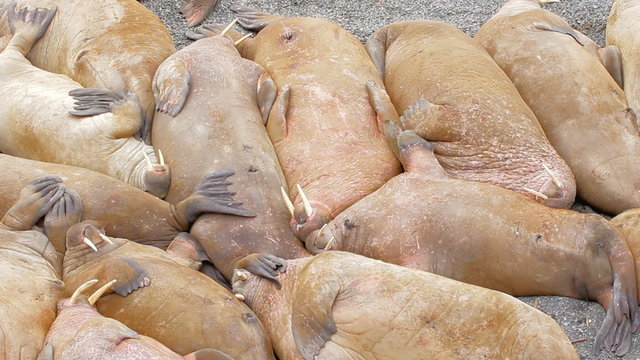 Well it must be so sweet to sleep! Huge walrus asleep on each other among beach
