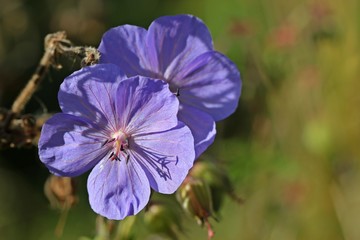 Wiesen-Storchschnabel (Geranium pratense)

