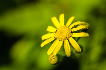 Abstract blurred background with yellow flowers with insects on a green grass background.