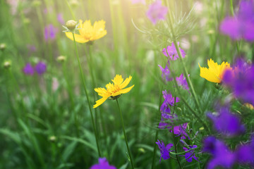 Fototapeta premium blooming coreopsis flowers in a meadow