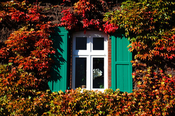 Fototapeta na wymiar Fenster mit grünen Fensterläden, bewachsen mit wildem Wein, Herbst