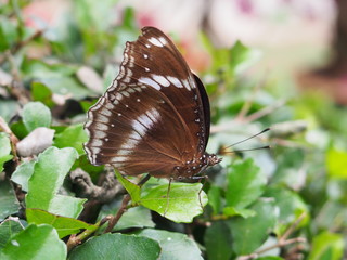 Obraz na płótnie Canvas Closeup Butterfly 