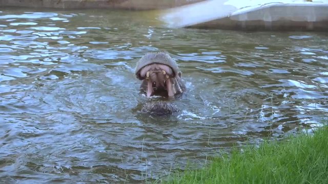 hipopótamos peleando jugando