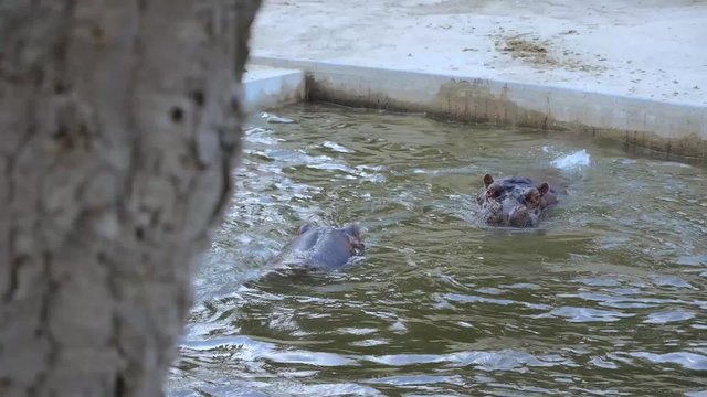 hipop&oacute;tamos peleando jugando
