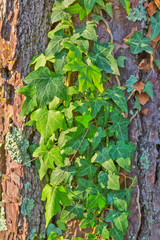 Old tree bark texture
