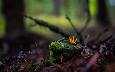 Fungi 40