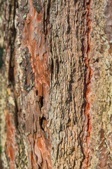 Old tree bark close up view