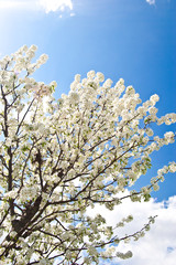 Spring Tree Blooming
