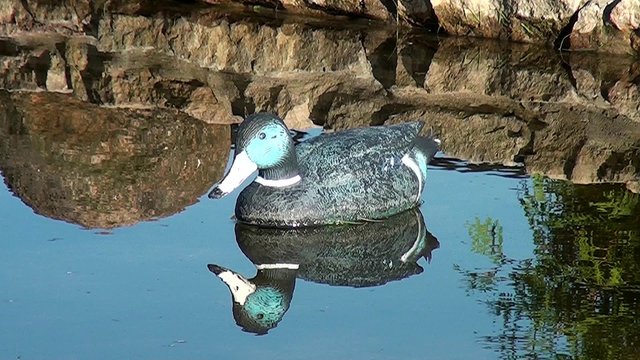 Duck decoy hunting. Hunting bird. Plastic duck on the water. Hunting season. Shooting at birds. A decoy for a duck. Luring the bird hunter. Quack.