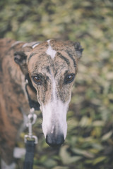 Greyhound dog poses outdoors in an autumn scenery