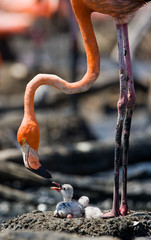 Caribbean flamingo on a nest with chicks. Cuba. An excellent illustration.