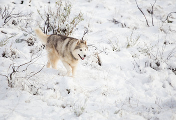 Close up image of Siberian husky playing in the snow in south africa
