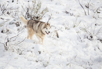 Close up image of Siberian husky playing in the snow in south africa