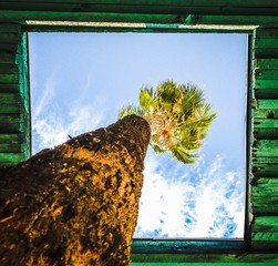 Palme wächst durch Dach