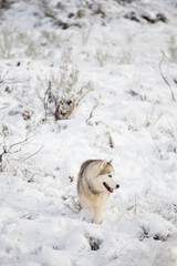Obraz premium Close up image of Siberian husky playing in the snow in south africa