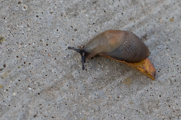 Slug on the leaf
