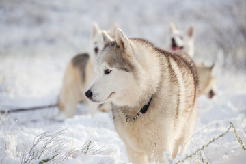 Close up image of Siberian husky playing in the snow in south africa © Dewald