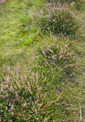 Heather in grass at Skrea Strand on a sunny day with dark clouds in Falkenberg, Sweden.