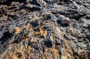 Snail Shell on Rock in Bright Sun