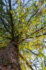 Tree Perspective from the Ground