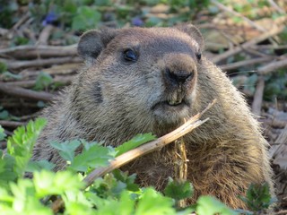 Groundhog Day 
Groundhog