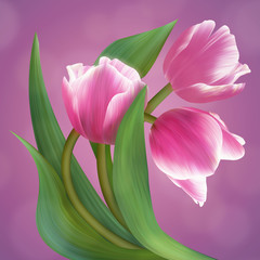 Beautiful composition with three pink tulips. Fresh and sweet.