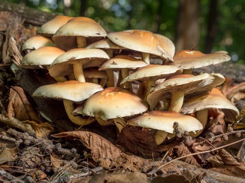 Claster of non-edible fungi