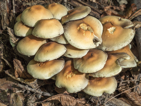 Claster of non-edible fungi