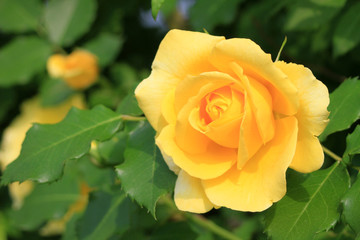 黄色いバラ