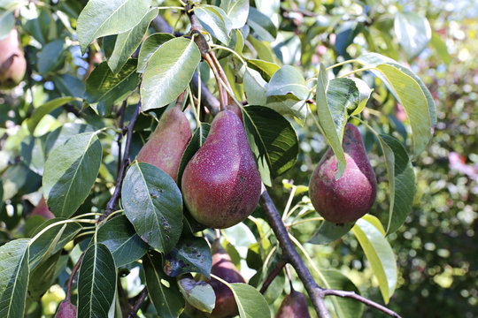 Juicy red pears on branches