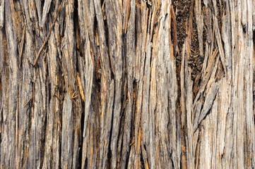 texture of bark wood