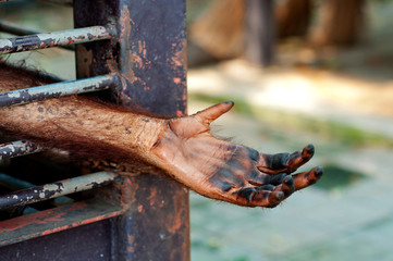 Orangutan hand in the cage