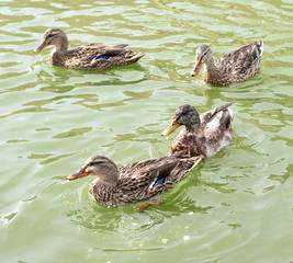 Ducks swim in a pond background