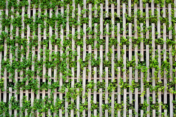 Wood and plant wall