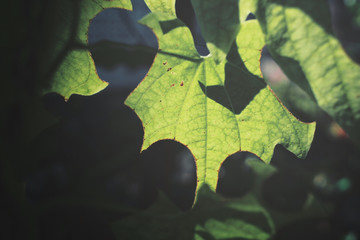 Leaves with shadow