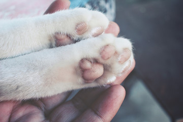 Cat feet