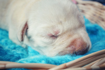 Labrador puppy