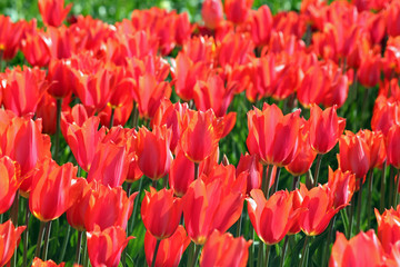 Closeup of a Field of Orange Tulips
