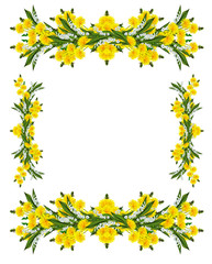 dandelion flowers isolated on white background