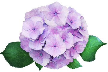 Hydrangea Flower