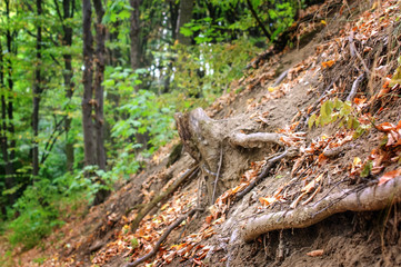 Big tree root in the autumn wood.
