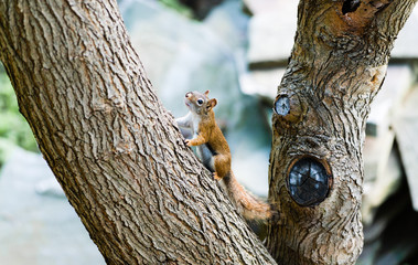 Squirrel on large angled tree branch
