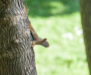 Squirrel on tree walking down looking out