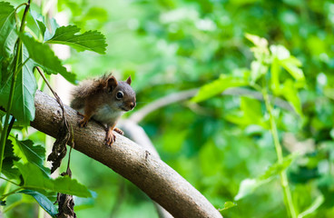 Squirrel on diagonal branch among green leaves