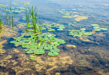 Shallow pond with algae and lily pads