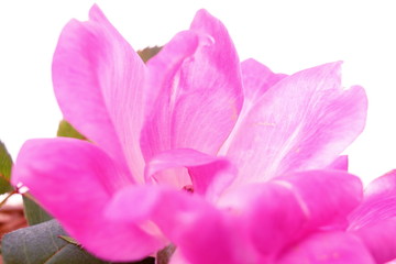 Obraz na płótnie Canvas pink rose flower petals in white background