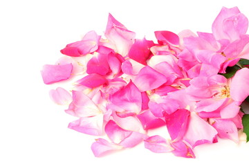 pink rose flower petals in white background