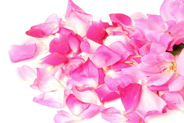 pink rose flower petals in white background