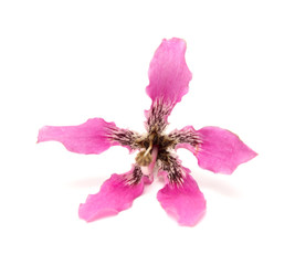 silk floss tree flower