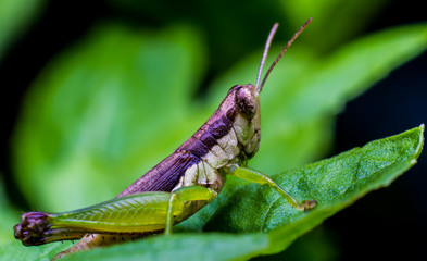 green grasshopper on stone back ground